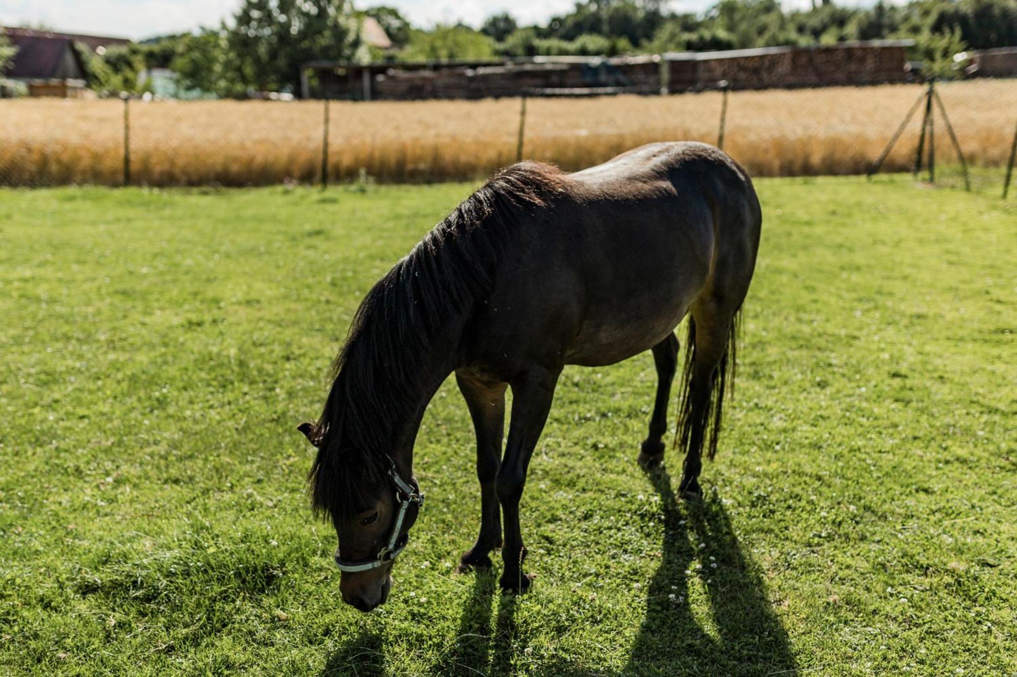 Ferienhof Hofer อับส์แบร์ก ภายนอก รูปภาพ